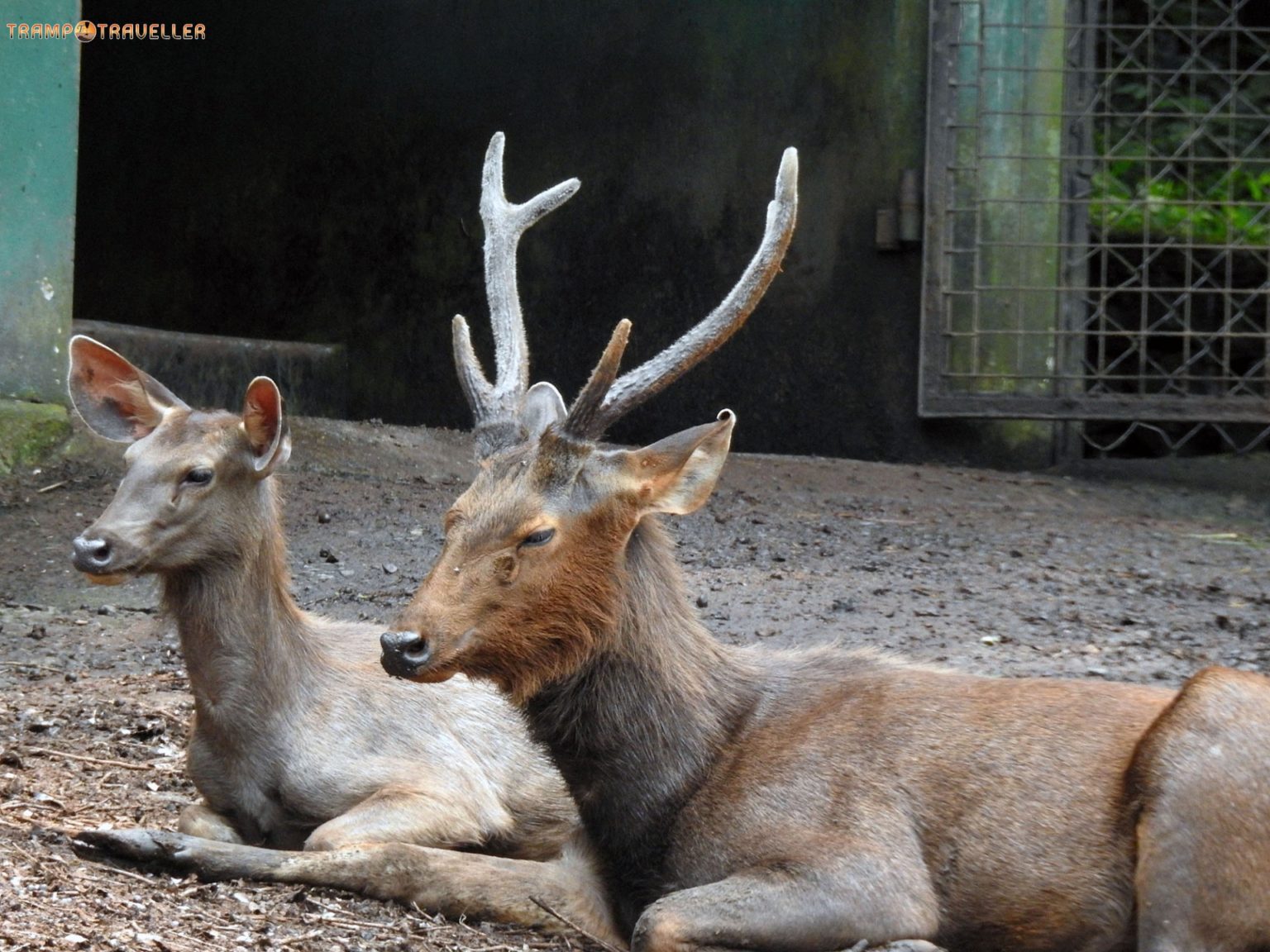 Abhayaranyam Zoo View Kodanad Perumbavoor TrampTraveller