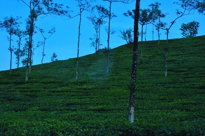 Vandiperiyar Tea Plantation
