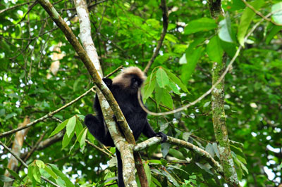 Lion Tailed Macaque