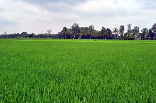 Krishna Dasappa Gowda's Paddy