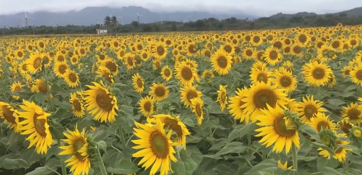 Sunflower in Surandai