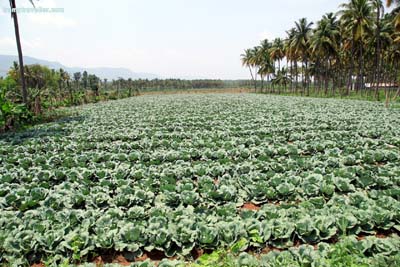 Theni Farming