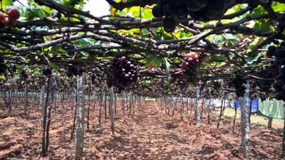 Grape Farming