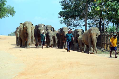 Elephant Orphanage Pinnawala