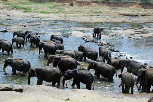 Elephants Bathing In The river