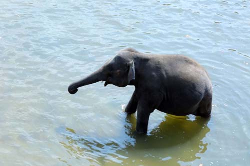 Baby Elephant Bathing