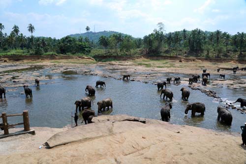 Elephants Bathing