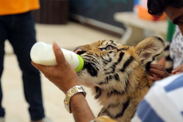 Sriracha Tiger Zoo feeding tiger