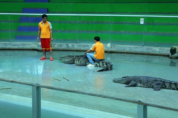 Crocodile Show