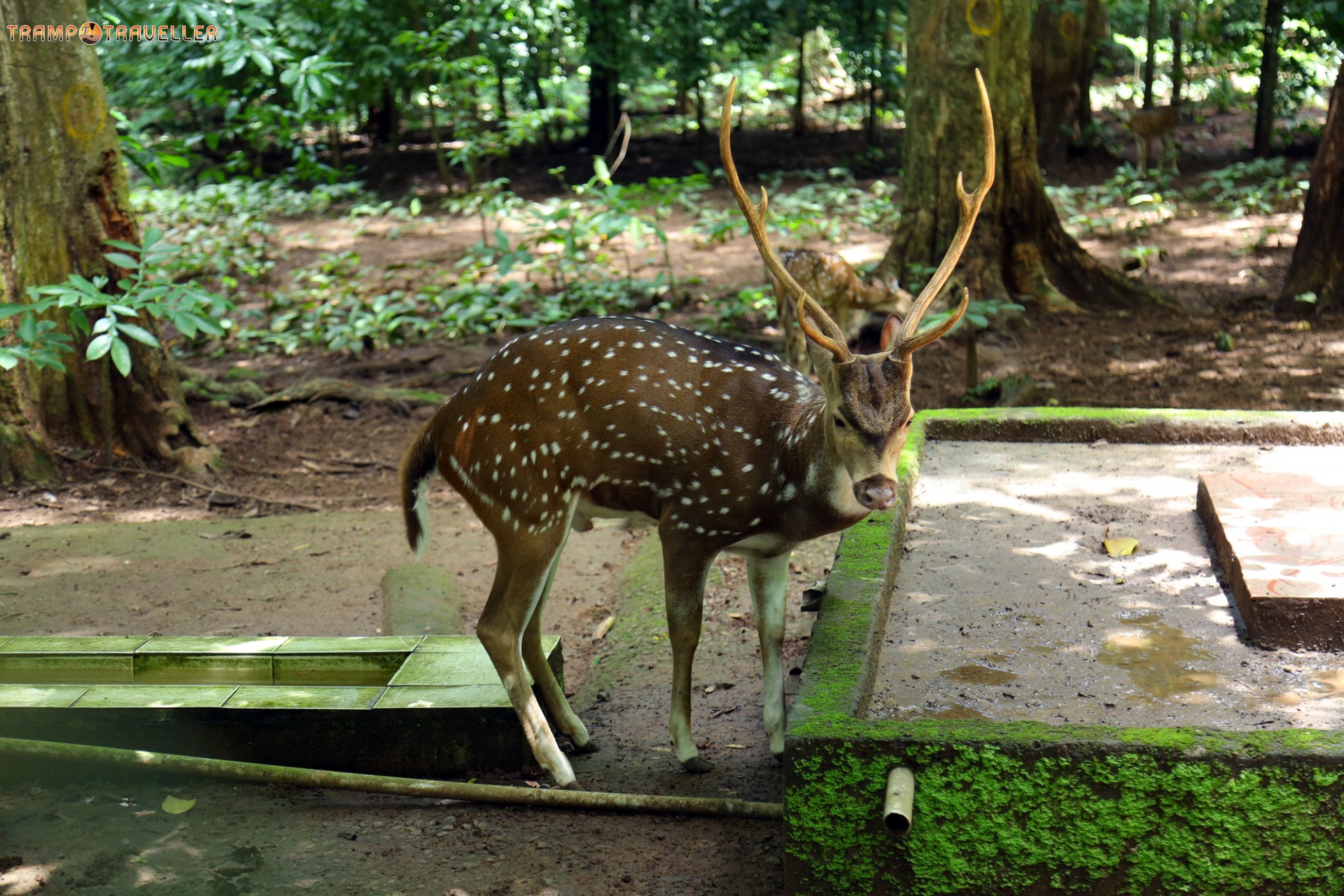Deer Rehabilitation Centre Thenmala
