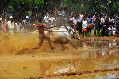 കാക്കൂര്‍ മരമടിമത്സരം