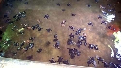 Baby Sea Turtles