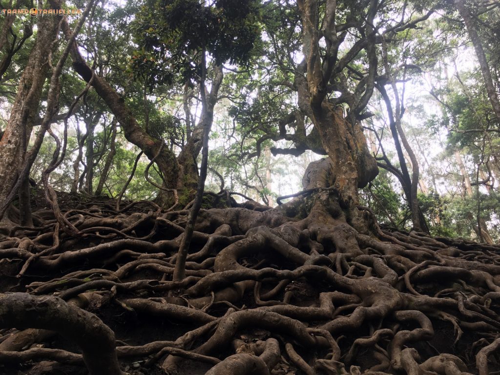 Guna Caves View Kodaikanal TrampTraveller