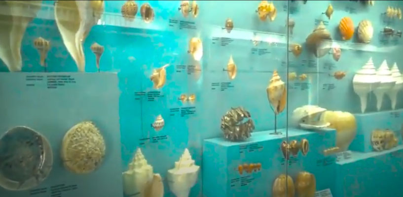 Seashell Museum Mahabalipuram