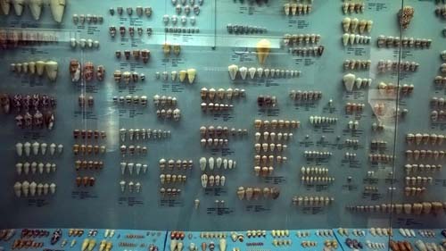 ഇന്ത്യന്‍ സീ ഷെല്‍ മ്യൂസിയം