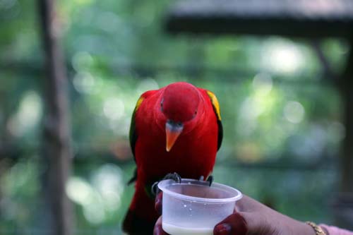 Feeding of Bird