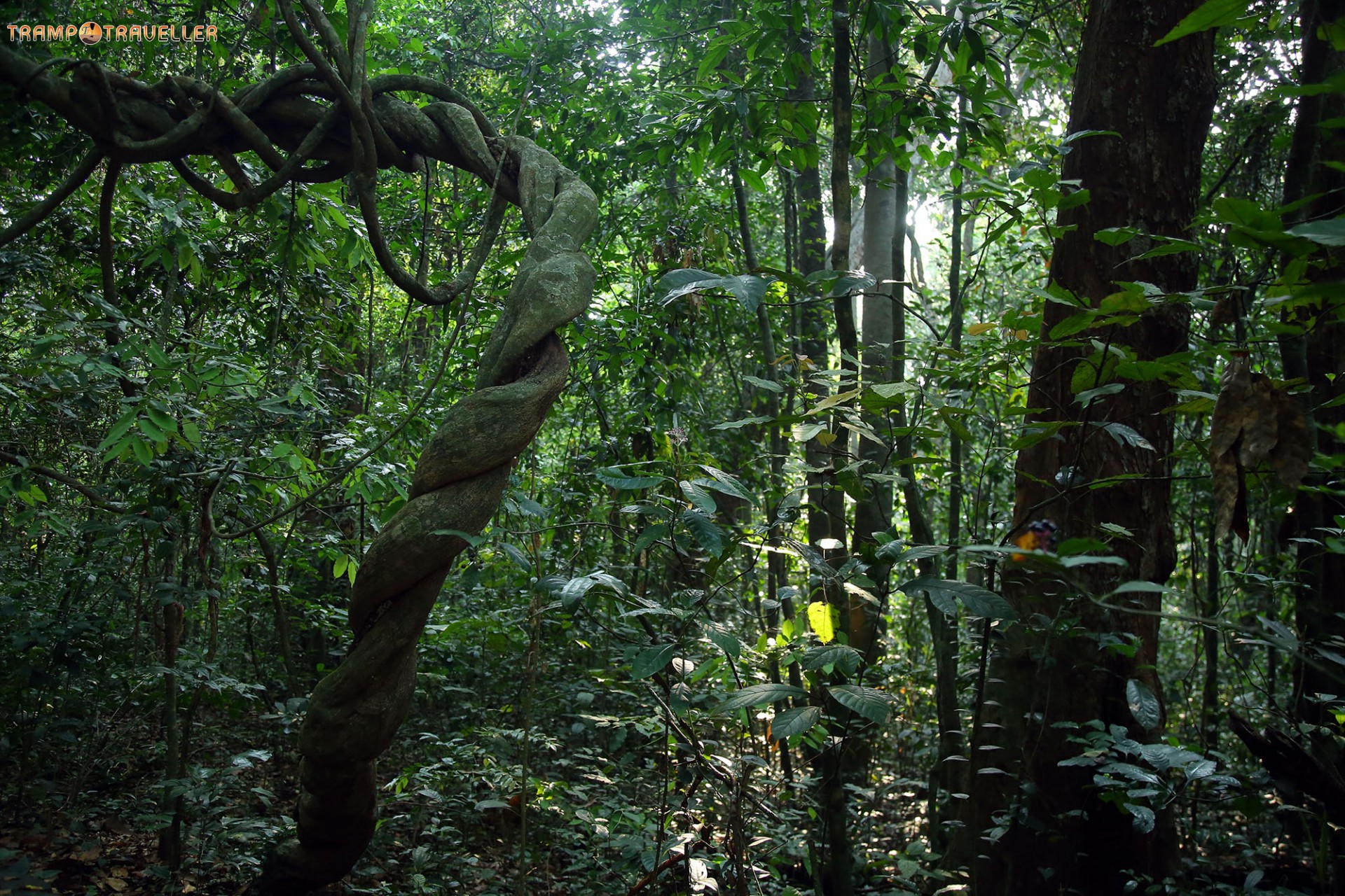 Iringole Forest Perumbavoor