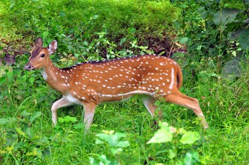 കാടിന്‍റെ മകള്‍