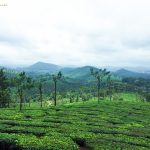 National Fossil Wood Park Tiruvakkarai