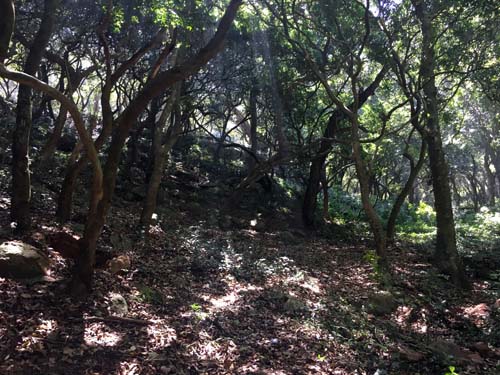 കൊല്ലിമലകാട്