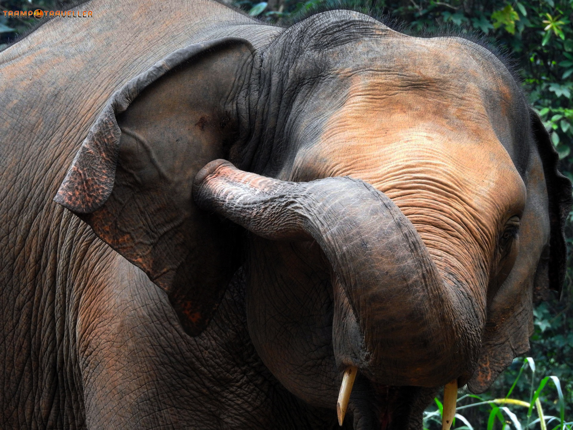 Abhayaranyam Eco Tourism Elephant Centre View