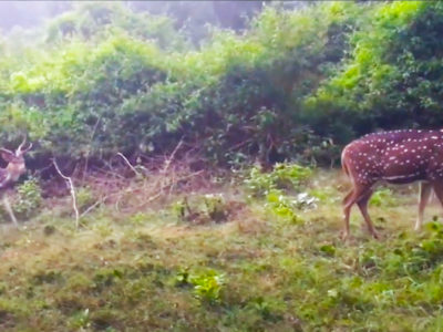 Nagarhole National Park