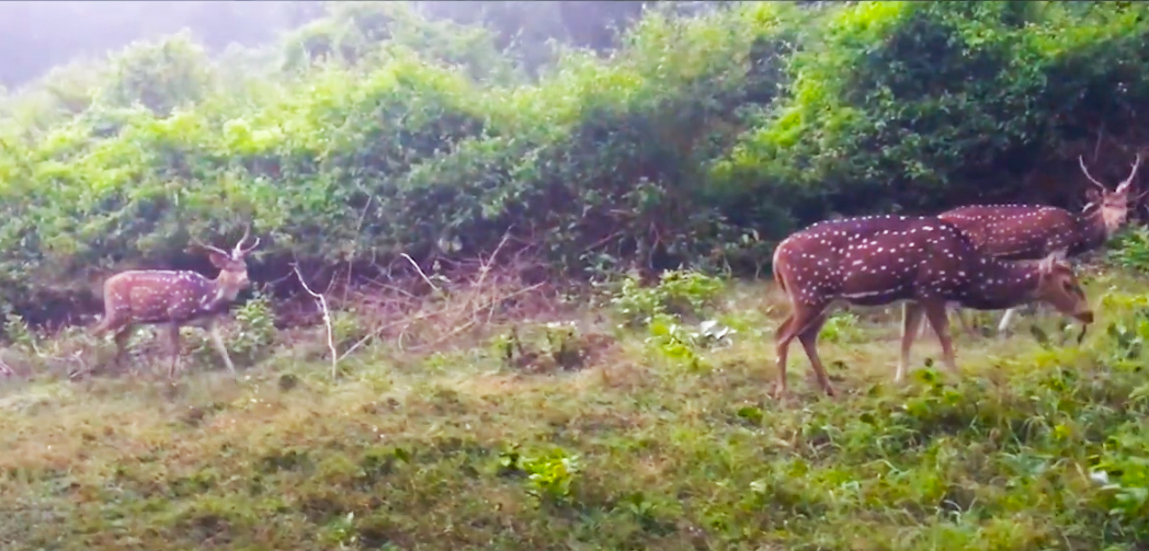 Nagarhole National Park