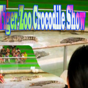 Sriracha Tiger Zoo Crocodile Show