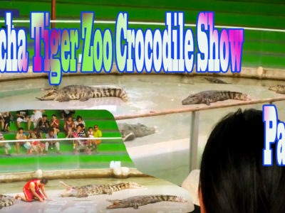 Sriracha Tiger Zoo Crocodile Show