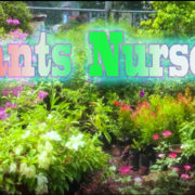 Plants Nurserie