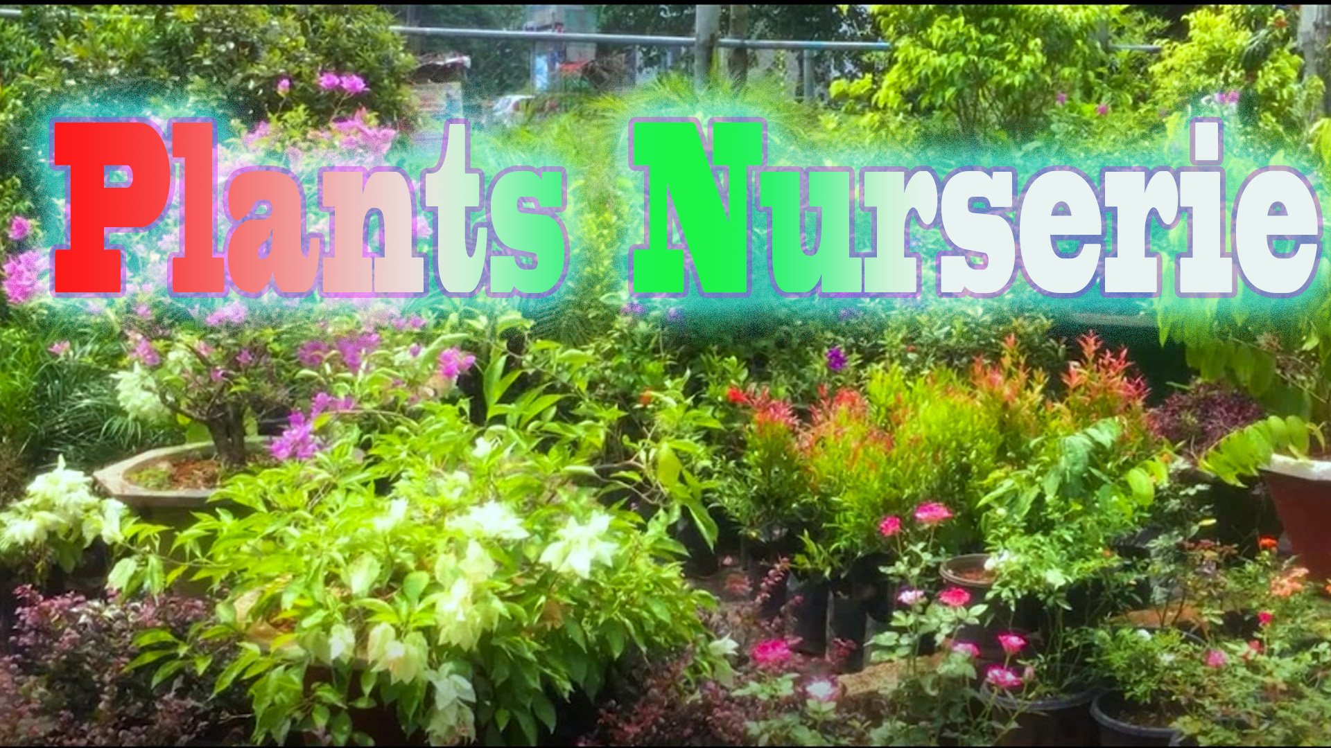 Plants Nurserie