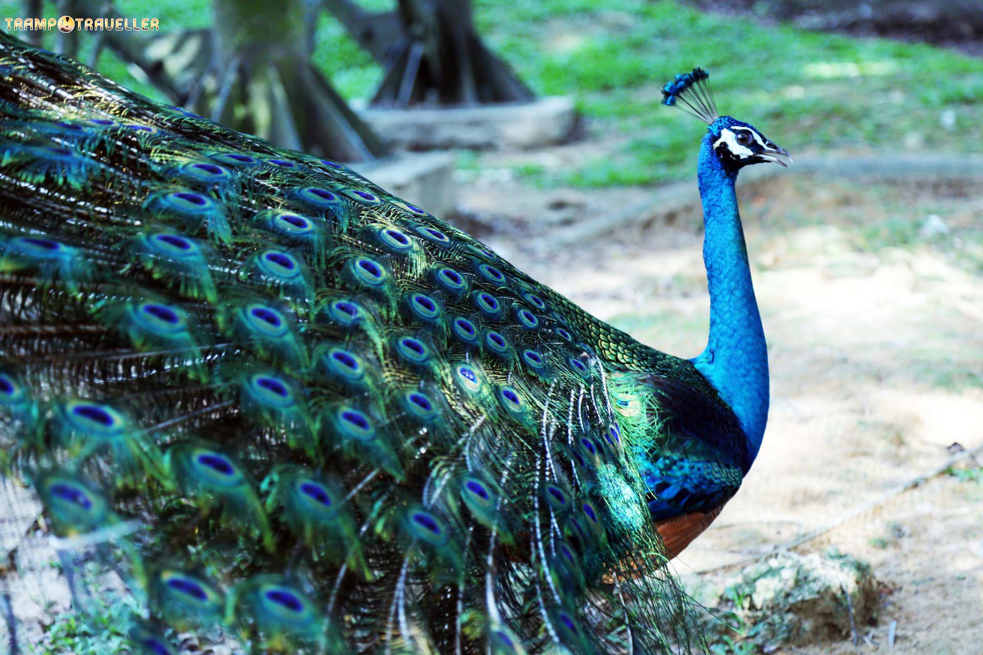 Kuala Lumpur Bird Park