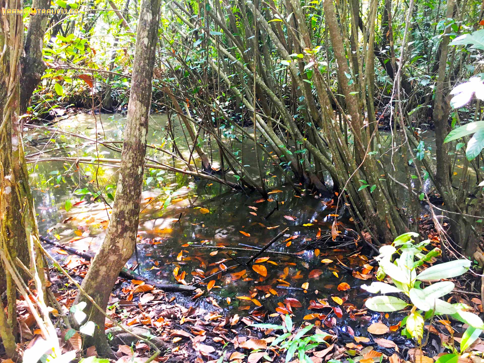 Kumarakom Bird Sanctuary