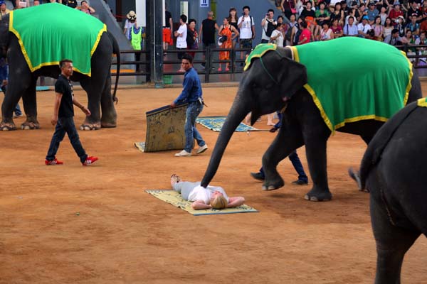 നോങ് നോച്ച് വില്ലേജ് എലിഫന്റ് ഷോ