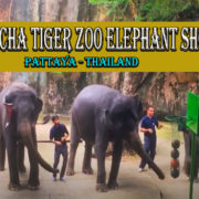 Sriracha Tiger Zoo Elephant Show