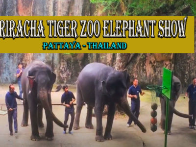 Sriracha Tiger Zoo Elephant Show