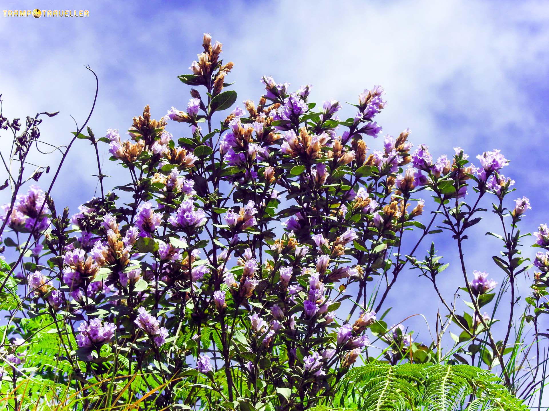 Neelakurinji Blooms