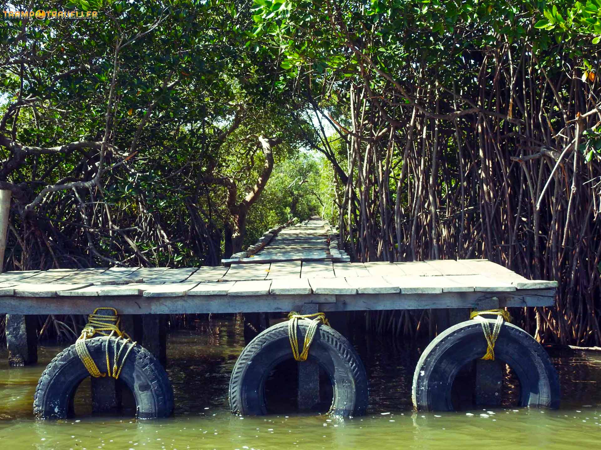 Pichavaram Mangrove Forest