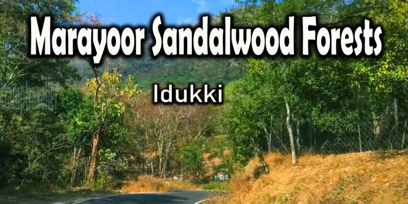 Marayoor Sandalwood Forests